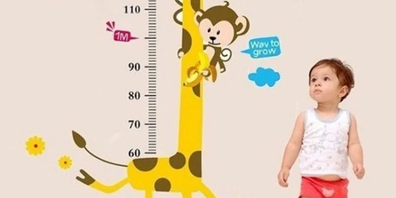 Chiều Cao Cân Nặng